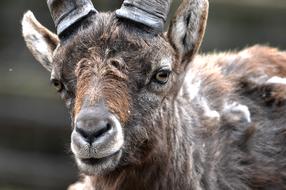 Capricorn Goat Goats