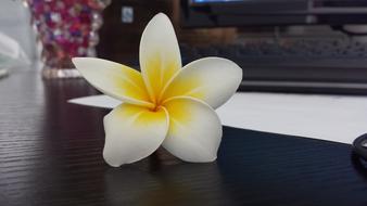 Plumeria White Flower