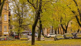 Autumn Yellow Leaves