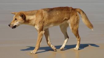 Dingo Australia Fraser