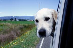 funny dog looks out the car window