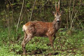 Deer Animal forest green
