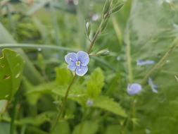 Floare Natura