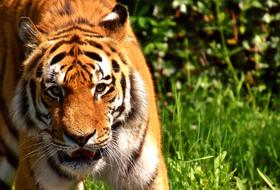 wild tiger in the park