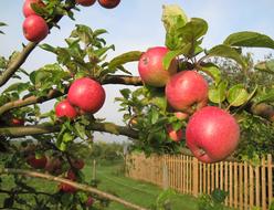 Apple Tree Apples Fruit