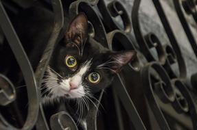 Cat Curious incredibly charming
