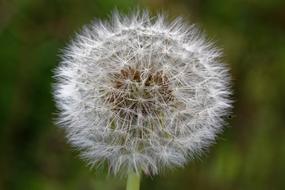 wild dandelion in the grass