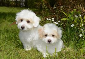 Puppies Coton Tulear in the garden