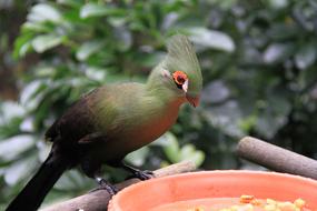 Green Silk Crown Monk Hat Bird Red