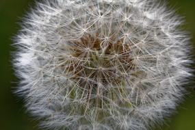 Dandelion Common