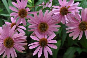pink beautiful flowers bouquet