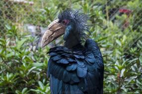 Beautiful and colorful bird, among the colorful plants in the zoo