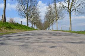 Street Trees Nature