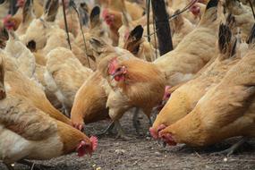 Chicken Forest