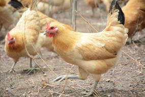 Chicken Forest