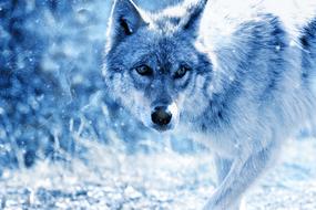 wolf on snowy weather