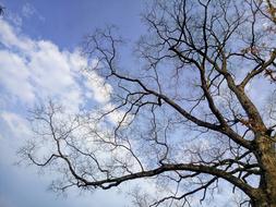 tree branches at background of blue sky