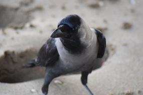 Hooded Crow