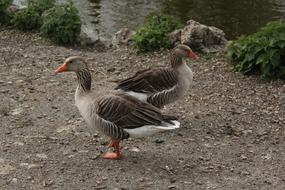 Goose Parc Birds