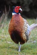 Countryside Male