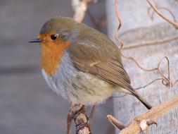 Robin Just
