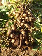Peanuts Nicaragua