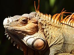 big old iguana