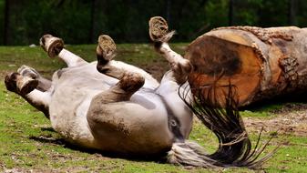 Tarpan Horse Play, hellabrunn