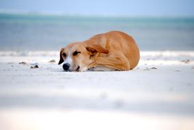 brown dog is sleeping on the beach