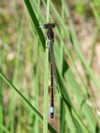 green herbs with dragonfly