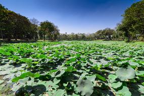 Myanmar Lotus Lake