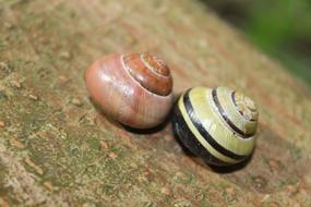 Twin Snail Animal