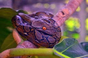 large wild snake with an orange eye