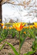 Tulip Flowers Red