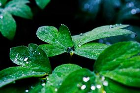 Water Drop Tropical