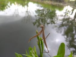 Animals Water Plants