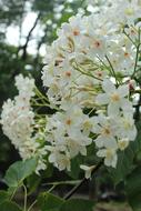 Tung Flowers Taiwan Wu