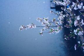 Spring Rain Flowers Cherry