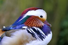 Mandarin Bird Duck
