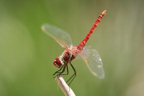 Fly Dragonfly red