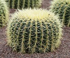 Cactus Large Prickly