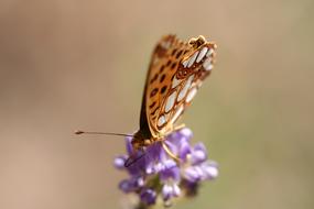 Butterfly orange nice purple flower