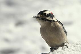 Woodpecker, cute Bird at Winter