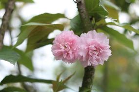 Cherry Blossom Association Spring
