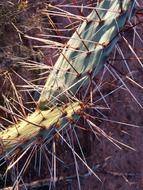 thorny cactus in the desert