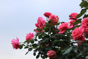 Rose Association Of Spring
