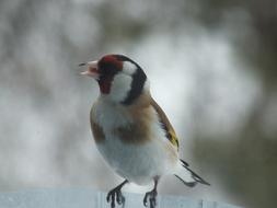 cute little fluffy bird