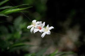 Tung Flowers White Playboy Spider