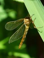 a golden butterfly on the leaves of a flower