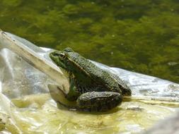 Frog Plastic Raft